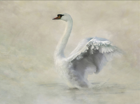 Swan Impression